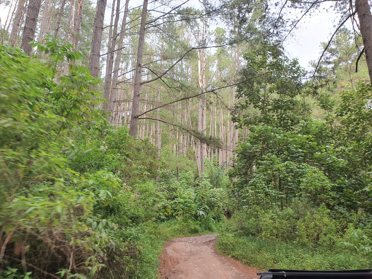Jalan selebar 4,5 meter dengan panjang sekitar 30 km meliuk-liuk naik turun bukit menembus hutan pinus dengan medan yang menguji adrenalin