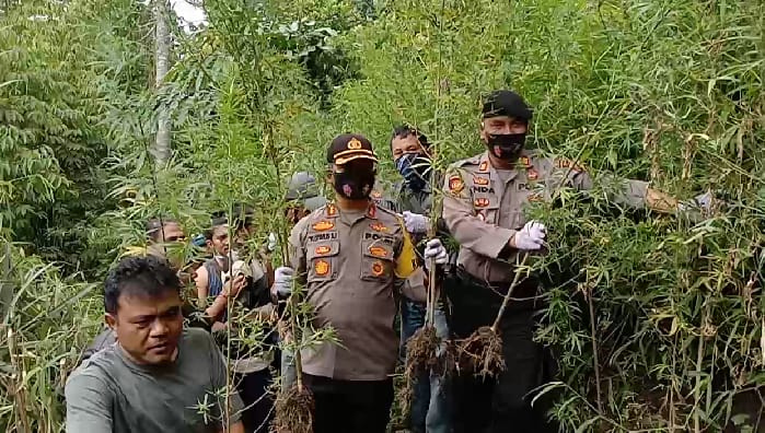 Kepala Polisi Resor (Kapolres) Tanah Karo AKBP Yustinus Setyo, SH, SIK diapresiasi berhasil temukan ladang ganja di Kabupaten Karo