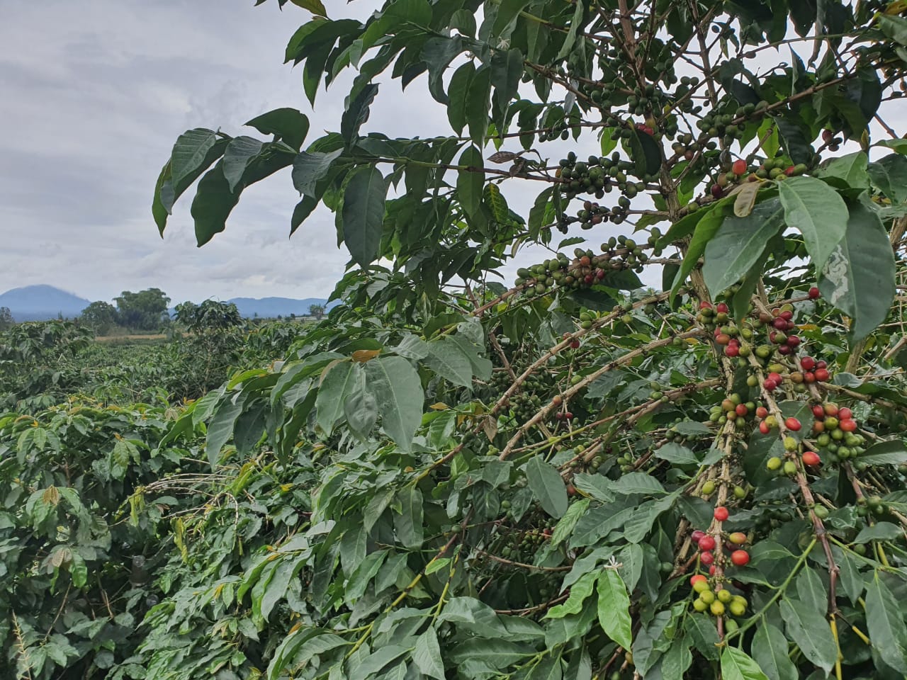 Mayoritas petani kopi di dataran tinggi Kabupaten Karo