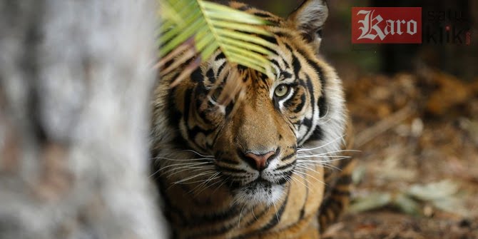 Harimau Sumatera yang dikabarkan berkeliaran di kawasan hutan Gunung Sibayak. Karosatuklik.comIst