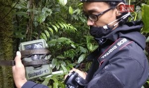 Tim dari Wildlife Conservation Society (WCS) Medan lepas kamera pengintai
