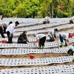 Presiden Joko Widodo pada 27 Oktober 2020 meresmikan food estate Sumut di Humbahas.