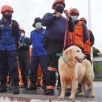 Basarnas Libatkan Anjing K9 dan Alfa dalam Pencarian Korban Gempa Sulbar