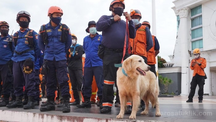 Basarnas Libatkan Anjing K9 dan Alfa dalam Pencarian Korban Gempa Sulbar