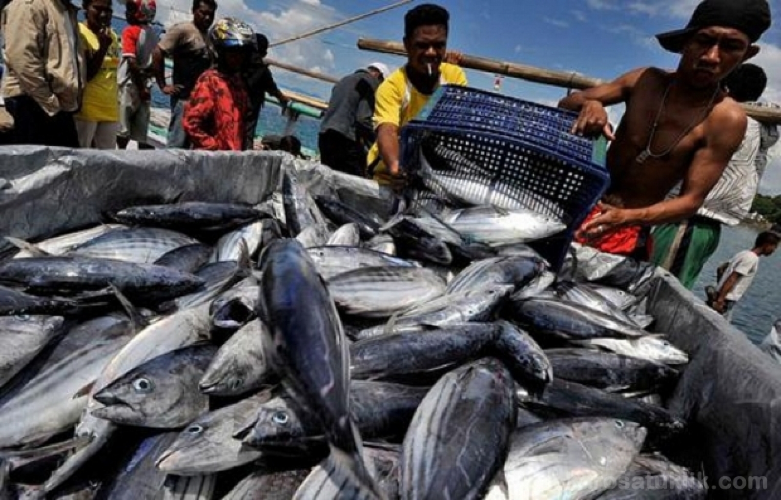 RI Sumber Terbesar Tuna Dunia, ini Lokasinya