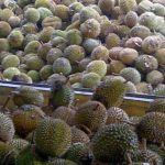 Buah Durian Pakpak Bharat Laris Manis di Jakarta