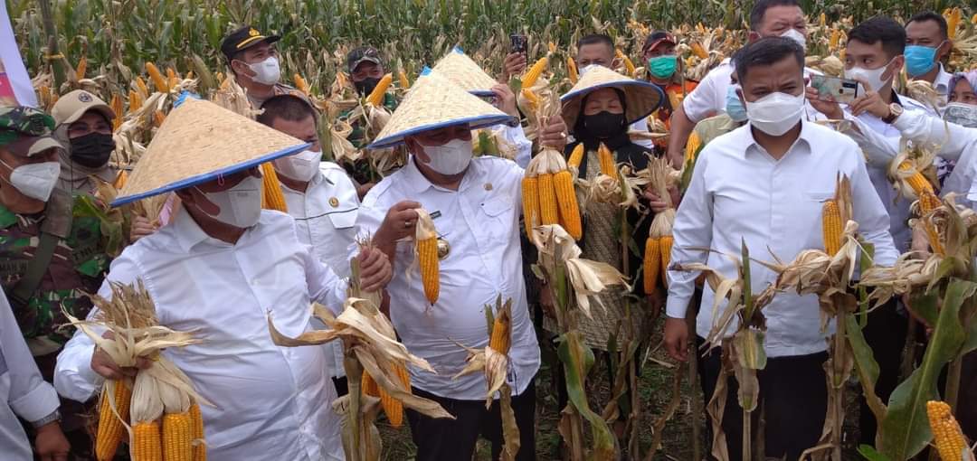 Gubernur Sumatera Utara, H. Edy Rahmayadi berencana jagung hasil pertanian dari Langkat diregulasikan sebagai bahan pakan ternak yang ditangani/dikelola BUMD, untuk menjaga kesetabilan harga pangan, khususnya Komoditas Jagung di Sumut.