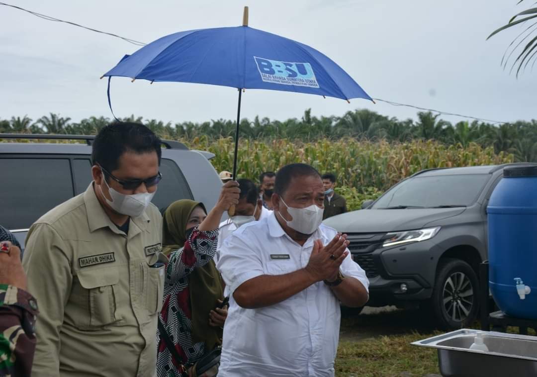 Gubernur Sumatera Utara, H. Edy Rahmayadi berencana jagung hasil pertanian dari Langkat diregulasikan sebagai bahan pakan ternak yang ditangani/dikelola BUMD, untuk menjaga kesetabilan harga pangan, khususnya Komoditas Jagung di Sumut.