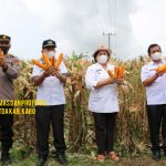 Bupati Karo Cory S Sebayang mengikuti kegiatan Panen Raya Jagung Nusantara secara serentak seluruh Indonesia secara virtual di Desa Payung, Kecamatan Payung, Kabupaten Karo Rabu (29/9/2021).