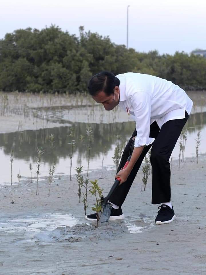 Setelah bertemu dengan Putra Mahkota Abu Dhabi, Sheikh Mohammed bin Zayed Al Nahyan (MBZ) di Istana Al-Shatie, Presiden Joko Widodo meninjau Jubail Mangrove Park yang terletak di Pulau Al Jubail, Abu Dhabi, Persatuan Emirat Arab (PEA), pada Rabu sore, 3 November 2021.