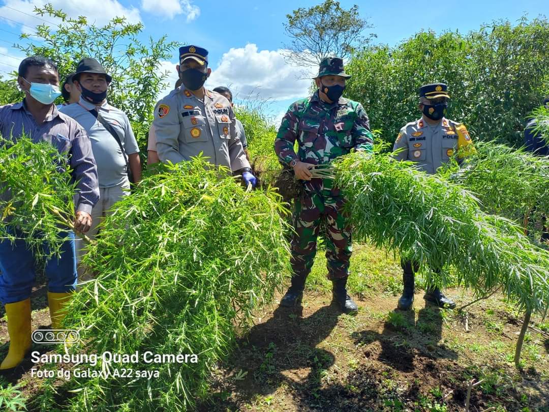 Polres Tanah Karo Temukan Ladang Pohon Ganja di Dua Lokasi