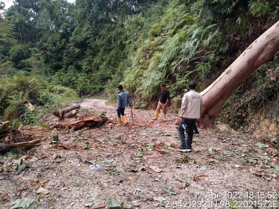 Sebuah pohon besar tumbang dan menutup badan jalan penghubung Kota Salak menuju Kecamatan Pagindar tepatnya di Bantun Kiung Kerambaken, Kabupaten Pakpak Bharat, Selasa (12/04/2022).