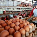 Kabar Baik: Harga Minyak Goreng Turun, Kabar Buruknya, Ayam & Telur Melambung
