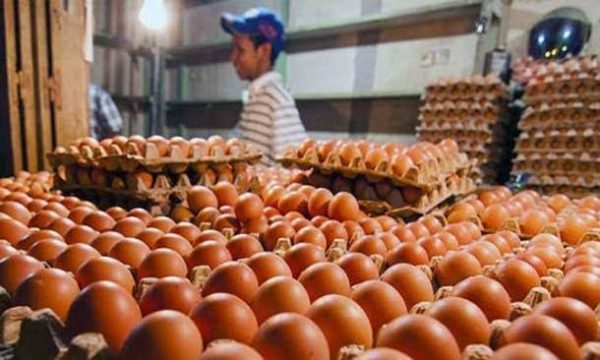Kabar Baik: Harga Minyak Goreng Turun, Kabar Buruknya, Ayam & Telur Melambung